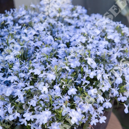 Picture of LOBELIA Masterpiece Sky Blue F1